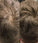 Beaver keratine haarvezels - Zwart (28 gr) - Hairgivers
