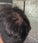 Keratain thickening pomade